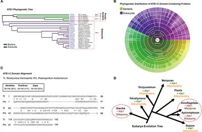 Regulation of Mitochondrial Respiratory Chain Complex Levels, Organization, and Function by Arginyltransferase 1